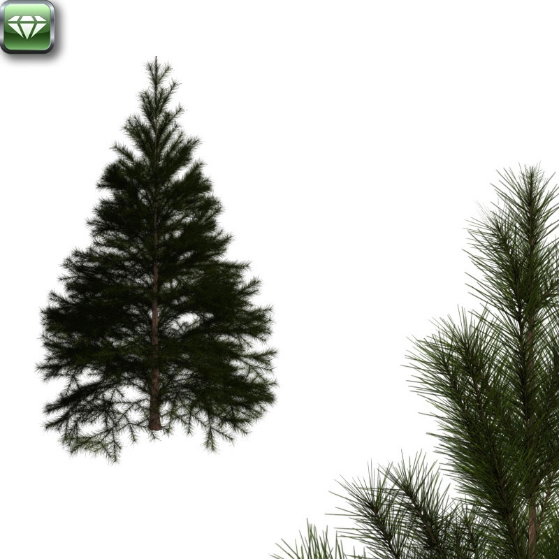 Fir tree