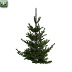 Fir tree n.2